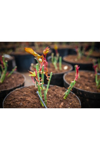 Саджанець троянди Ель Торо в контейнері з обрізаними пагонами